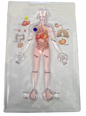 Human Anatomy Gel Pad